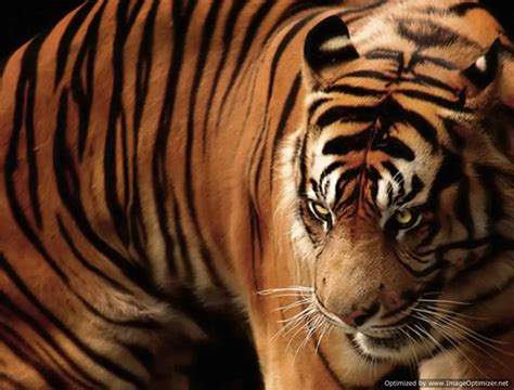 tiger facts for kids - Animals Time