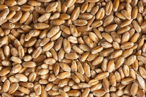 Wheat seeds stock photo. Image of food, cereals, plants - 20702408