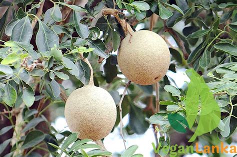 Wood Apple / Elephant Apple Exotic Fruits of Sri Lanka | Strong With Plants - Vegan Powered Living