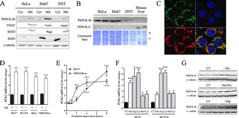 PEPCK-M is expressed in cancer cells, and its expression is regulated... | Download Scientific ...