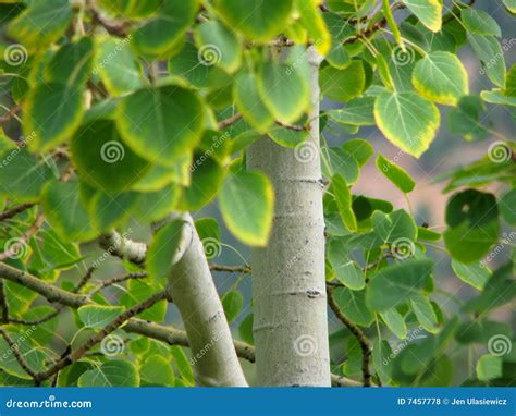 Fall Aspen Tree stock photo. Image of white, leaf, leaves - 7457778