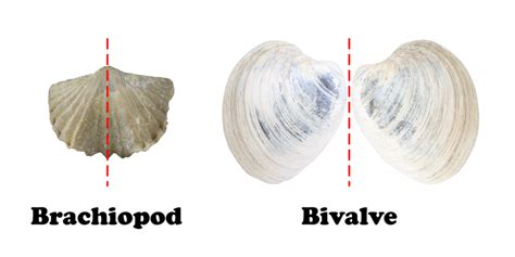 Chapter 7: Fossils – The Story of Earth: An Observational Guide