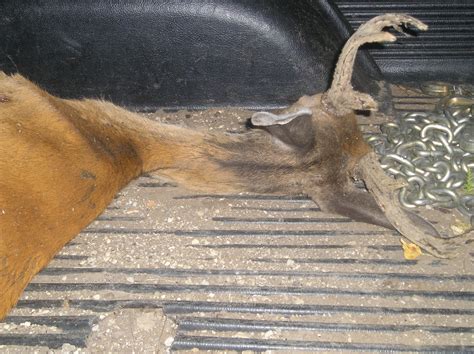 Midwest Deer Hunting: Michigan confirms chronic wasting disease in ...