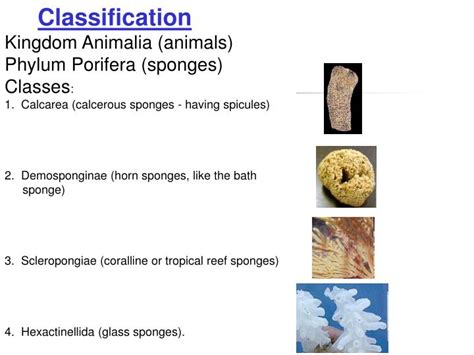 PPT - The Sponges – Phylum Porifera PowerPoint Presentation - ID:1119332