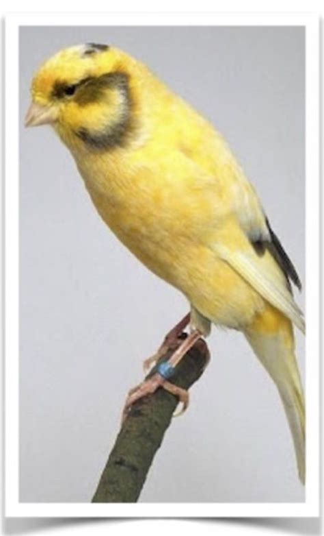 we ship! variegated canaries for sale! ... | Canary birds, Pet birds, Canary