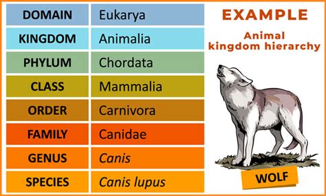 Taxonomic Classification of Animals with Examples | Earth Reminder