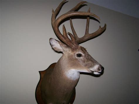 lets see pics of your biggest bow buck | Ohio Game Fishing