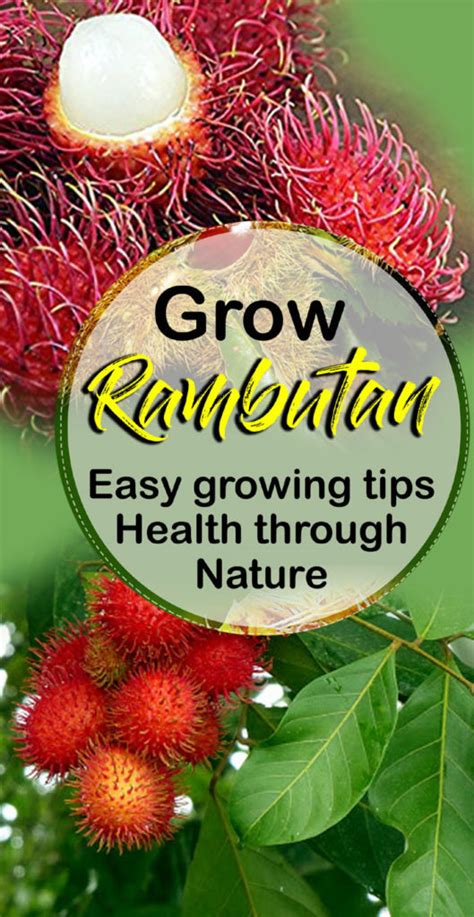 Growing Rambutan | Howto grow Rambutan | Health benefits - Naturebring