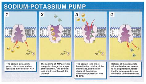 How does the sodium-potassium pump work? | Socratic