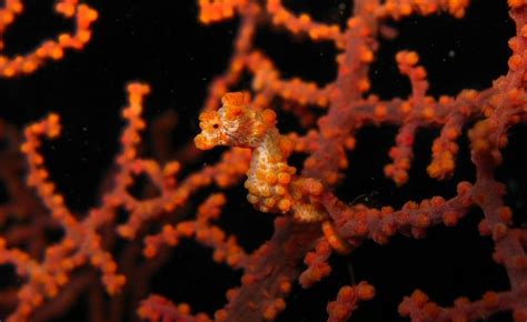 Pygmy seahorse camouflage explained | Mudfooted (from http://mudfooted.com/pygmy-seahorse ...