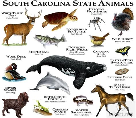 Discover the Diverse State Animals of South Carolina