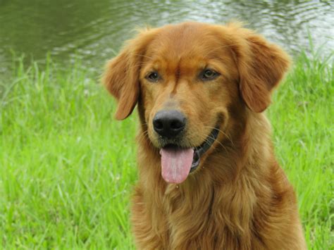 Intheblind Field Golden Retrievers – Golden Retrievers, Victoria, Australia