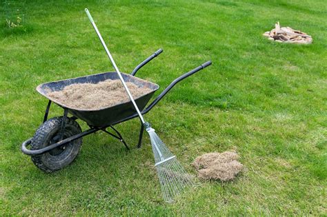 How to Dethatch Your Lawn: a Step-by-Step Guide – TruGreen