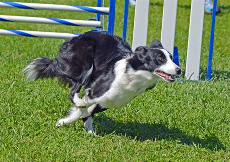 Professional Border Collie Training - Professional Training - My Animals