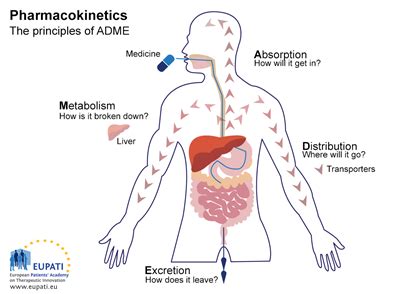 Introduction to Pharmacokinetics: Four Steps in a Drug’s Journey ...