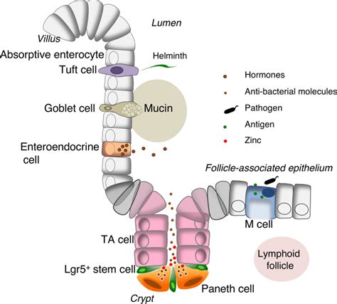 Epithelial Cells Diagram