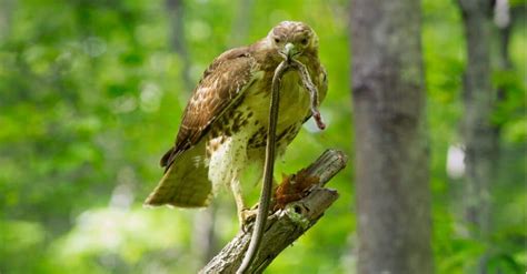 What Do Red-Tailed Hawks Eat? - A-Z Animals