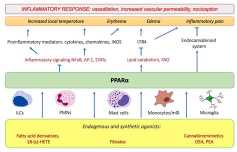 IJMS | Free Full-Text | The Role of PPAR Alpha in the Modulation of Innate Immunity