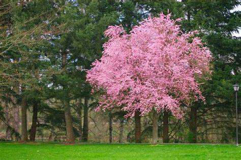 Purple-Leaf Plum Trees – Growing, Care, & 6 Common Varieties | Garden Design