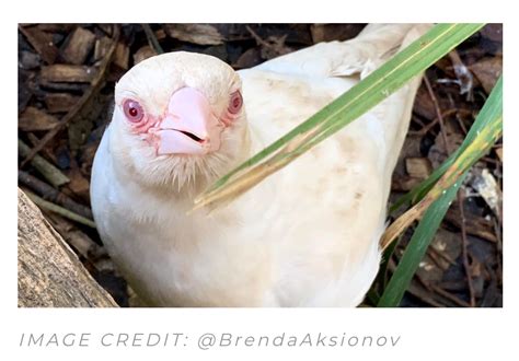 🔥 Albino Australian Magpie 🔥 : r/NatureIsFuckingLit