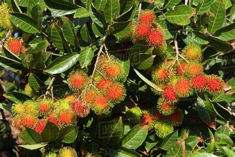 Agriculture - Rambutan (Nephelium lappaceum), mature fruit on the tree. Native to Indonesia and ...