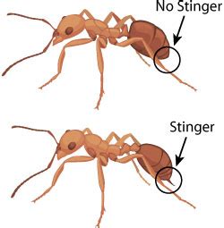 Collecting Worker Ants | Ask A Biologist