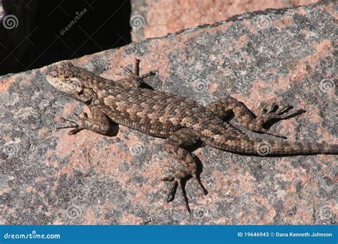 Western Fence Lizard (Sceloporus Occidentalis) Stock Image - Image of animals, lizards: 19646943