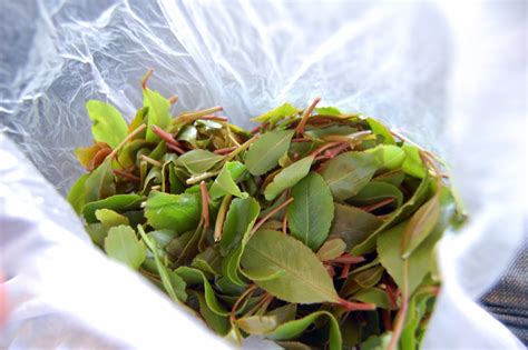 Khat | Khat is popular article of taste in Yemen. カートは，イエメンの… | Flickr