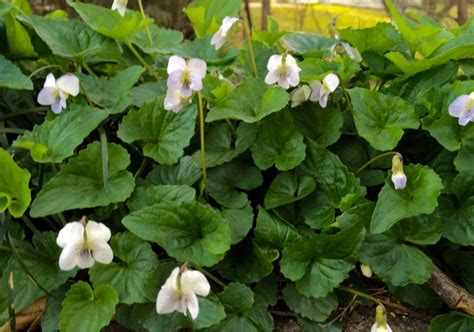 The Foraged Foodie: Foraging for wild violets: identification, edibility and sustainable harvesting