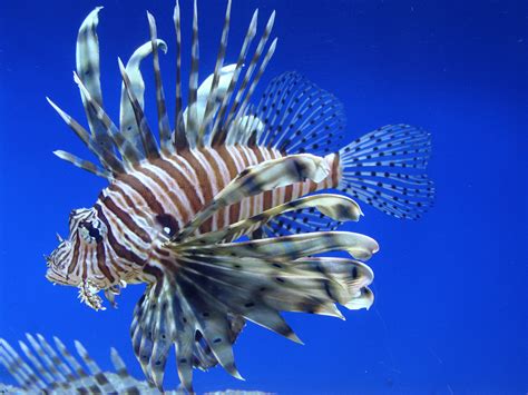 Scorpaeniformes - Red Lionfish