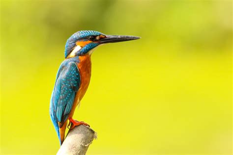 Kingfisher Free Stock Photo - Public Domain Pictures