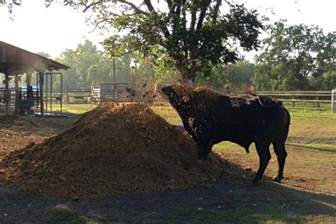 Famous Dayton rodeo bull goes to his final roundup - Houston Chronicle