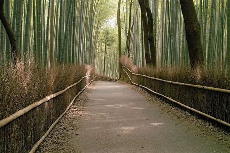 Sagano Bamboo Forest at Arashiyama, Kyoto | Amusing Planet