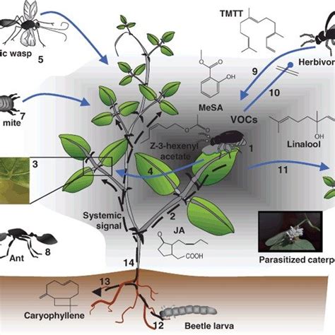 Biological effects and interactions of volatile organic compounds ...