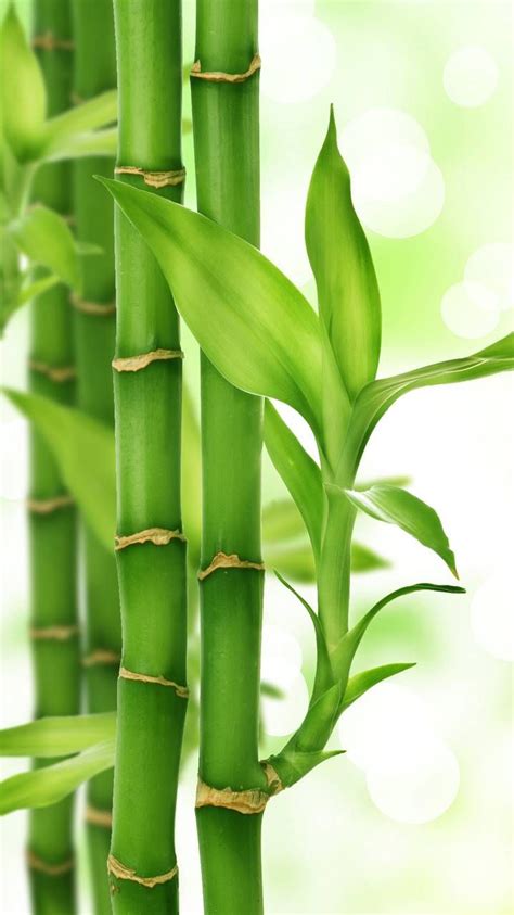 Bamboo Tree Wallpapers - Wallpaper Cave