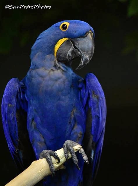 Hyacinth Macaw, Photograph, Macaw Photos, Blue Macaw Photos, Bird Photography, Hyacinth Macaw ...