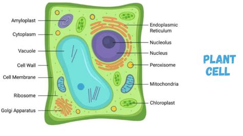 Plant and animal cells