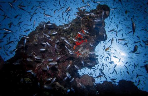 Coral reef in Eilat, the northernmost reef in the world, is growing - The Jerusalem Post