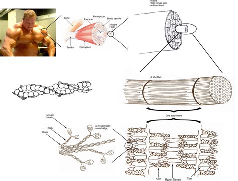 Muscle Cells | Functions & Structure | GCSE Biology Revision