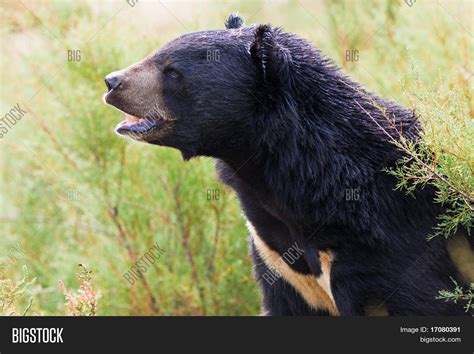 Black Bear Roaring Image & Photo (Free Trial) | Bigstock