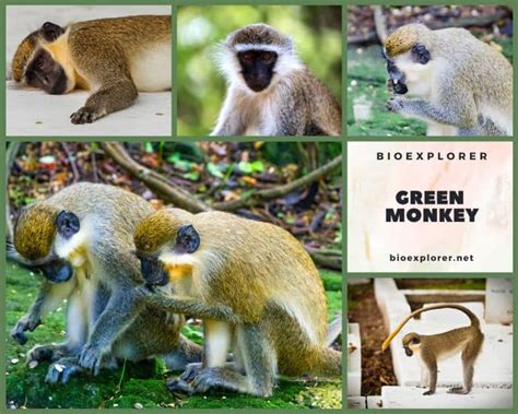 Green Monkey Characteristics | Chlorocebus Sabaeus Diet & Facts