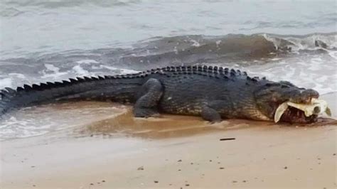 Lake Placid: Crocodile attacks man in suburban Cairns | Sound Telegraph