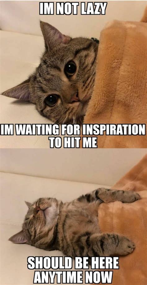 #INFJ Procrastination is like this... | Funny animal jokes, Funny animal memes, Cute animal memes