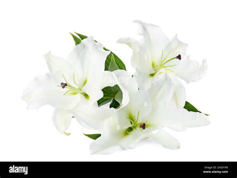 White lilies funeral flowers Cut Out Stock Images & Pictures - Alamy