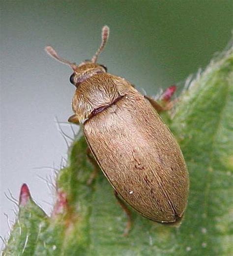 Raspberry Beetle – Identification, Life Cycle, Facts & Pictures