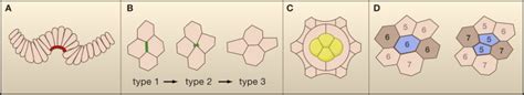 Cell Shape in Proliferating Epithelia: A Multifaceted Problem: Cell