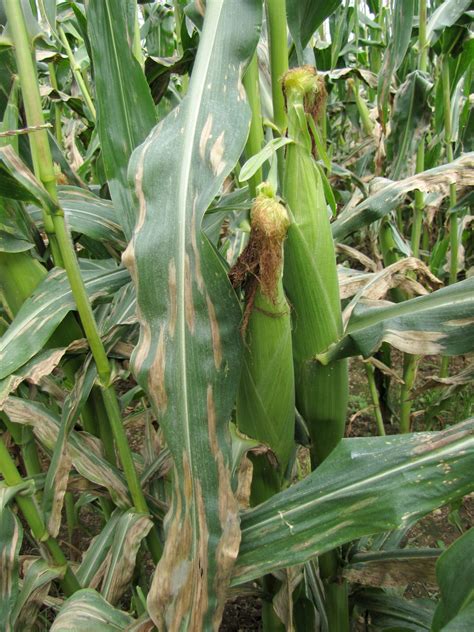 Northern corn leaf blight on sweet corn | Vegetable Pathology – Long ...