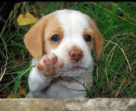 Imágenes de Perritos o Cachorros - BloggerGifs