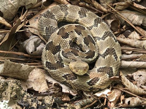 Maryland Biodiversity Project - Timber Rattlesnake (Crotalus horridus)