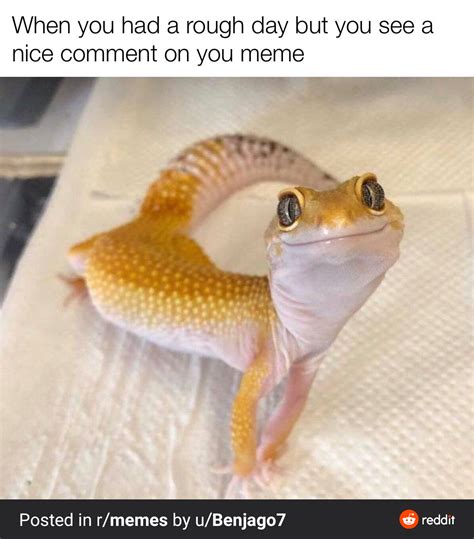 Made my day | /r/wholesomememes | Wholesome Memes | Know Your Meme